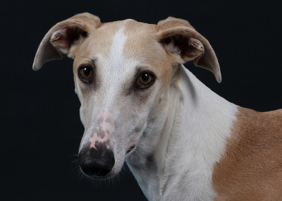 Galgo画像