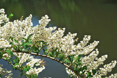 花的Deutzia crenata