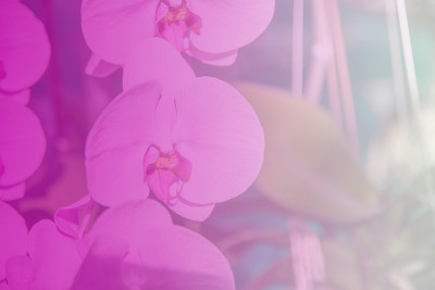 美丽的泰国兰花花背景