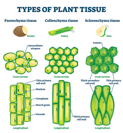 植物组织类型矢量插图。贴标签教育结构方案