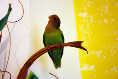 绿、黄、红相间的金合欢(agapornis selby budgie)挂在一种装饰性植物的树枝上，房