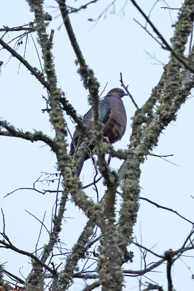 智利鸽子(Patagioenas araucana)
