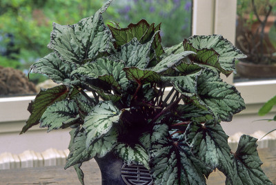 秋海棠属植物