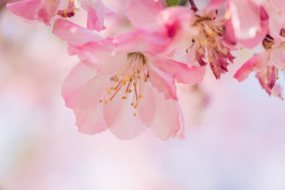 公园里粉红色的樱花