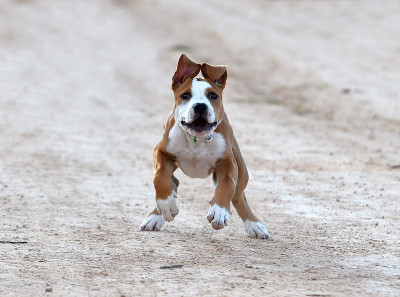 小狗斗牛犬
