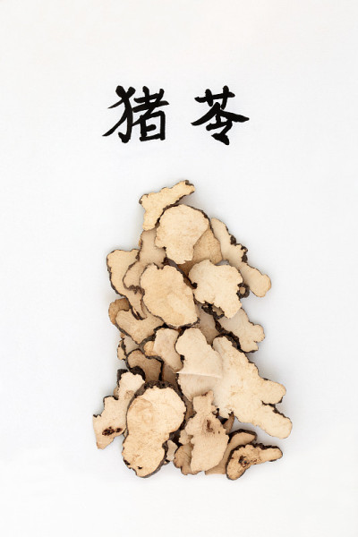 蘑菇Polyporus菌核