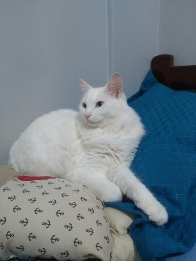 土耳其安哥拉猫