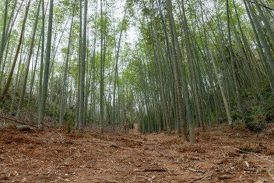 直竹林青竹林