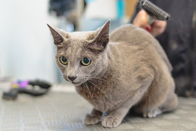 猫在美容沙龙和宠物水疗中心理发