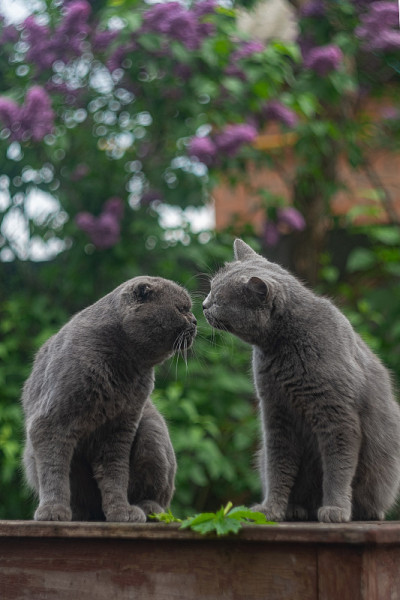 猫爱