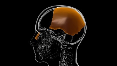 人体骨骼颅骨顶骨解剖医学概念3D