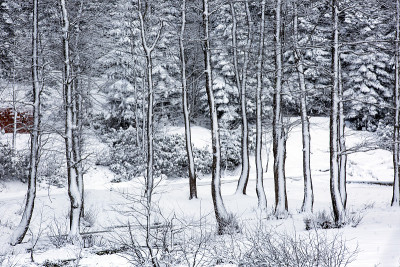冬季和雪景