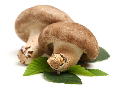 香菇