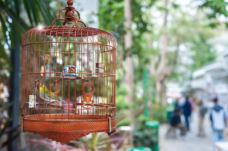 香港园圃雀鸟市场笼中的小鸟