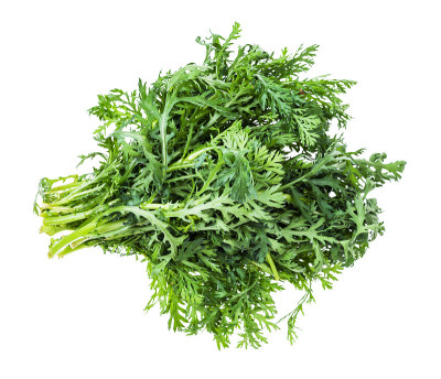 束可食用的菊花绿色孤立
