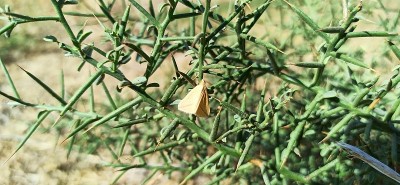 Vestal （Rhodometra sacraria）