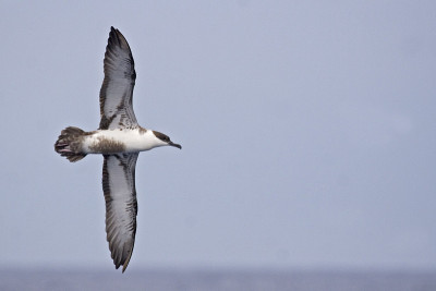 大Shearwater, Ardenna gravis正在飞行