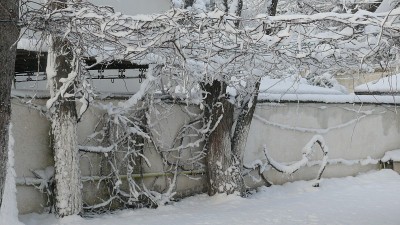 雪
