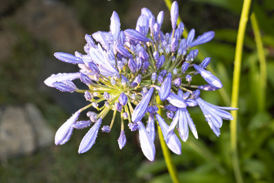 Agapanthus，一种南非蓝百合花