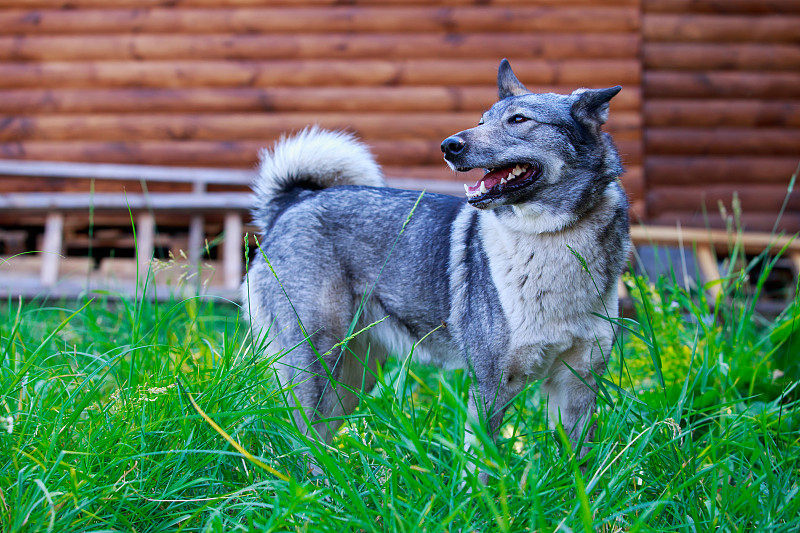 犬种西西伯利亚莱卡