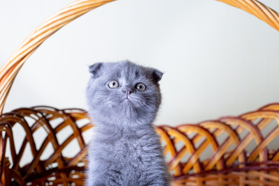 这只猫是一只英国猫(苏格兰猫)。