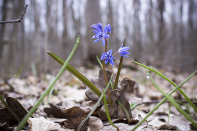 scilla