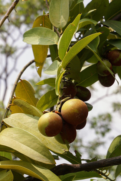 Diospyros malabarica水果