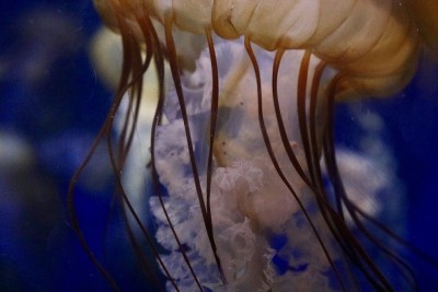 水母