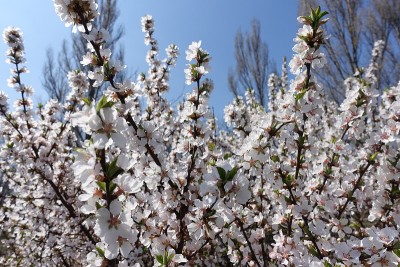 4月，晴空万里，绒毛李枝开花