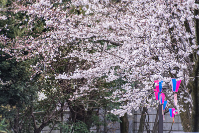 旭山公园里盛开的樱花