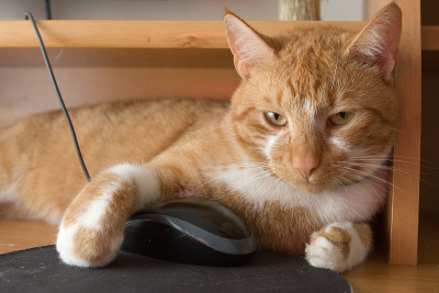 猫捉老鼠