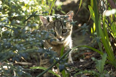 猫