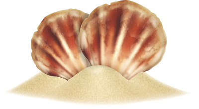 贝壳