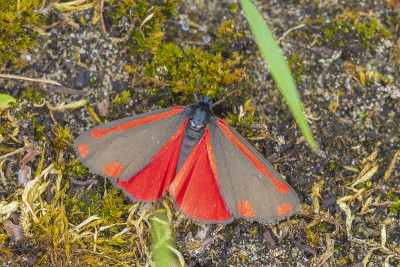 朱砂蛾，Tyria jacobaeae