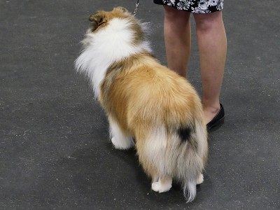 毛茸茸的狗“Sheltie”