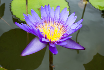 水中莲花的形象