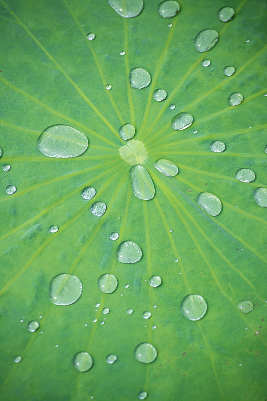 荷叶与水滴效果绿色