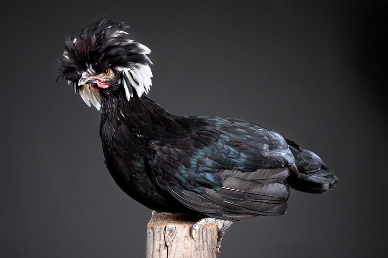 Fancy Polish Chicken on Wooden Post in Studio