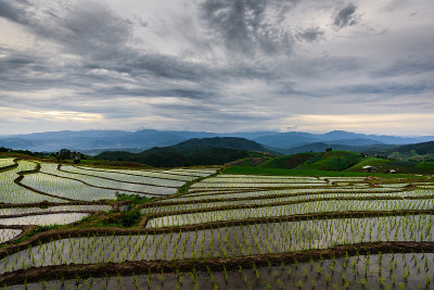 水稻梯田
