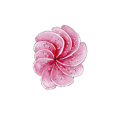 手绘水彩棉花糖插图