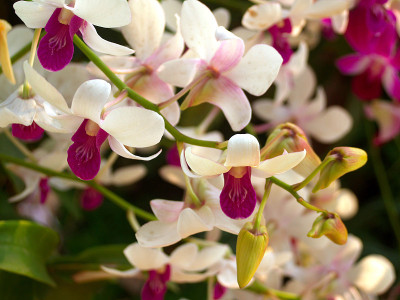 兰花的花