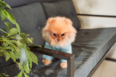 可爱的博美犬坐在沙发上