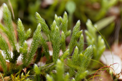 石松属植物，石松