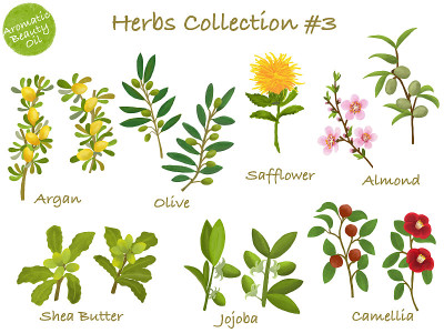 Watercolor illustration: herbs Beauty oil