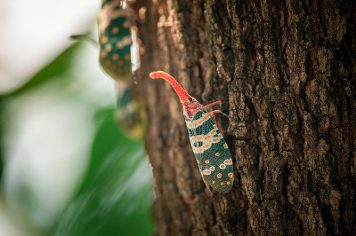Fulgorid bug,灰飞虱