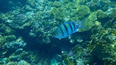 军士长或印度-太平洋军士长(Abudefduf vaigiensis)在红海海底