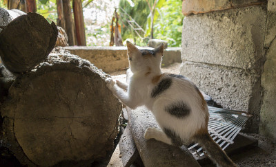 小猫在墨西哥