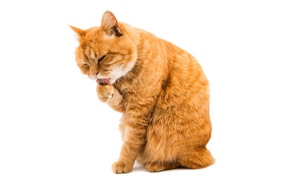 红猫洗