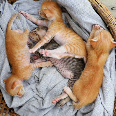 搞笑场景四只刚出生的小猫睡在一起，可爱、幽默的小动物
