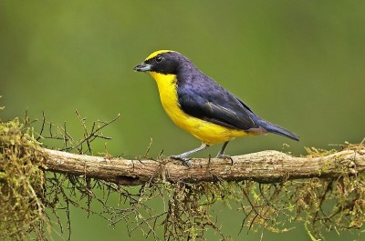 厚嘴Euphonia